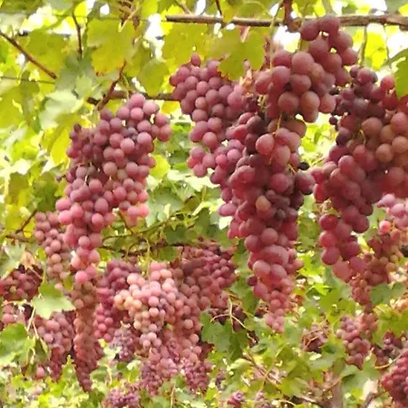 Tra Vigne E Mare - Ampio In Casale * San Priamo
